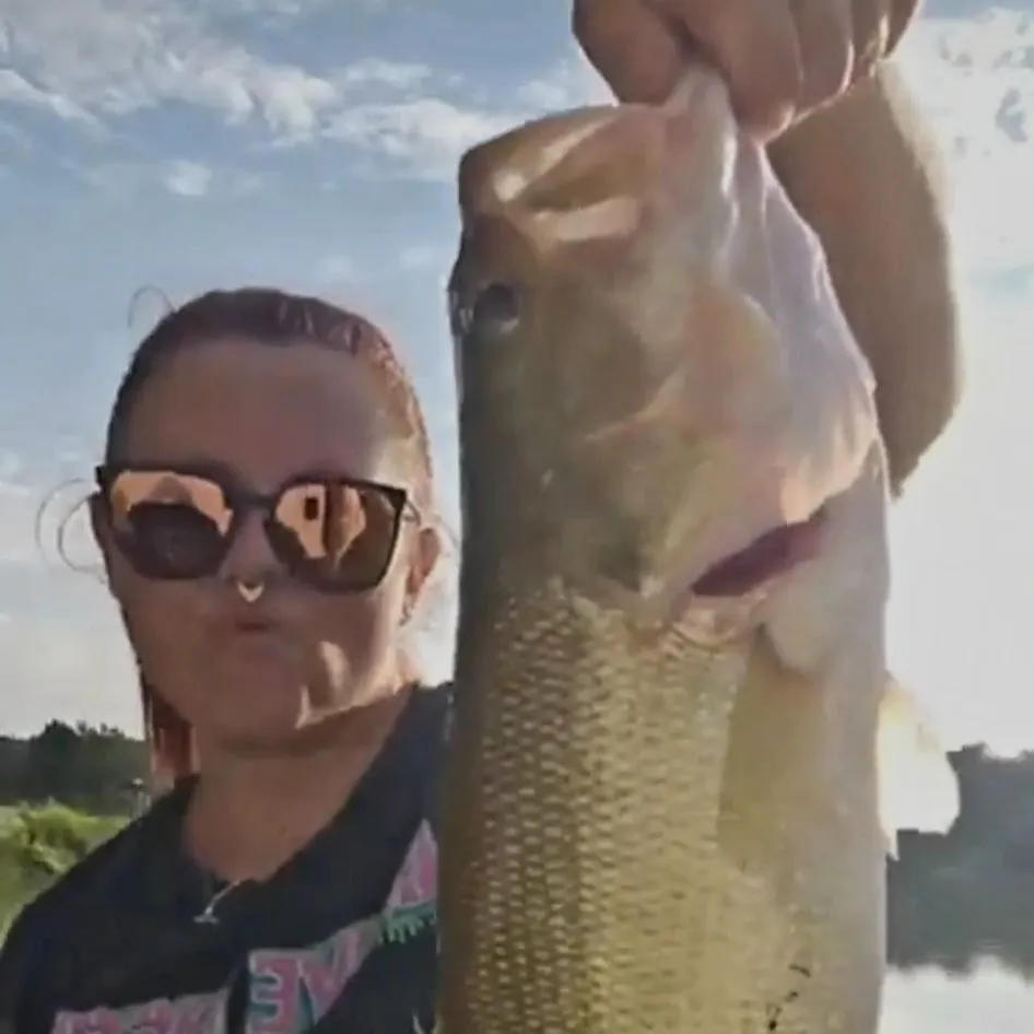 Largemouth bass caught on Fishbrain