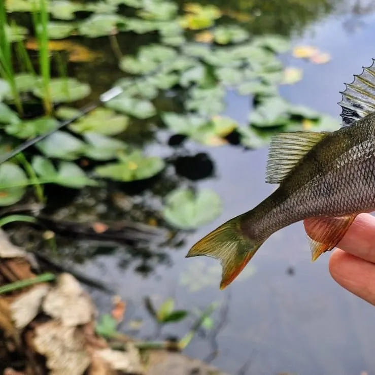 European perch caught on Fishbrain