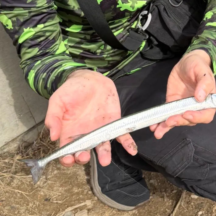 The most recent Atlantic needlefish catches on Fishbrain
