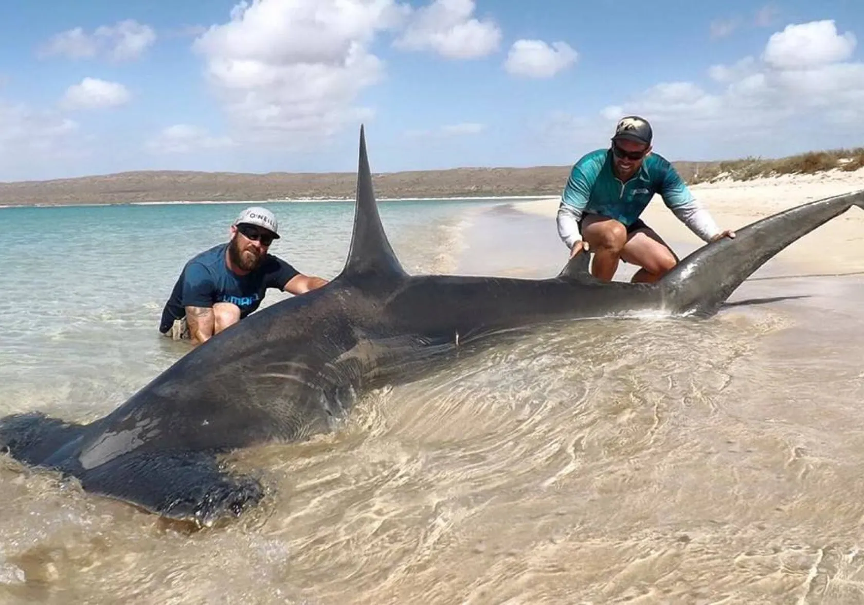 Great hammerhead shark