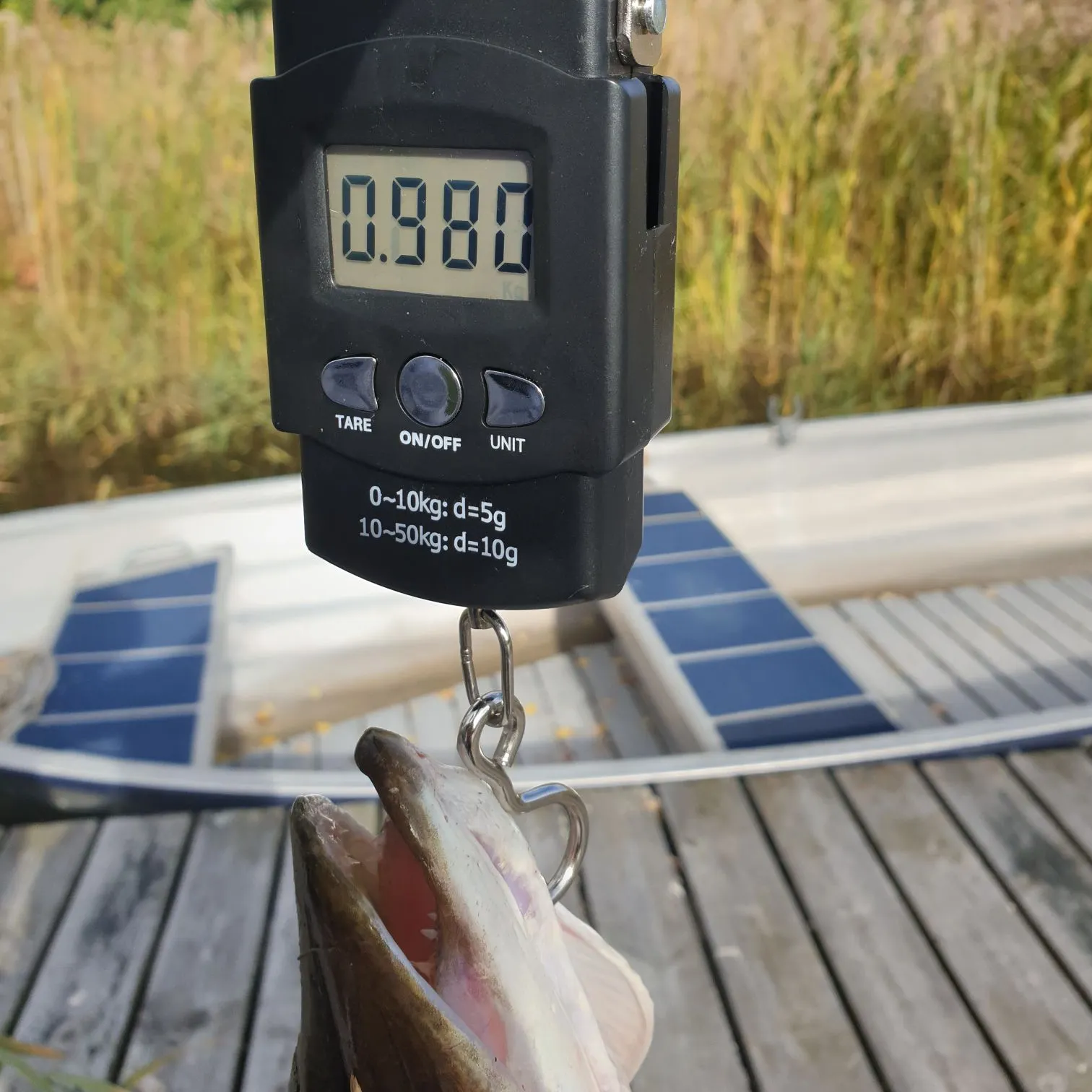 Northern pike caught on Fishbrain