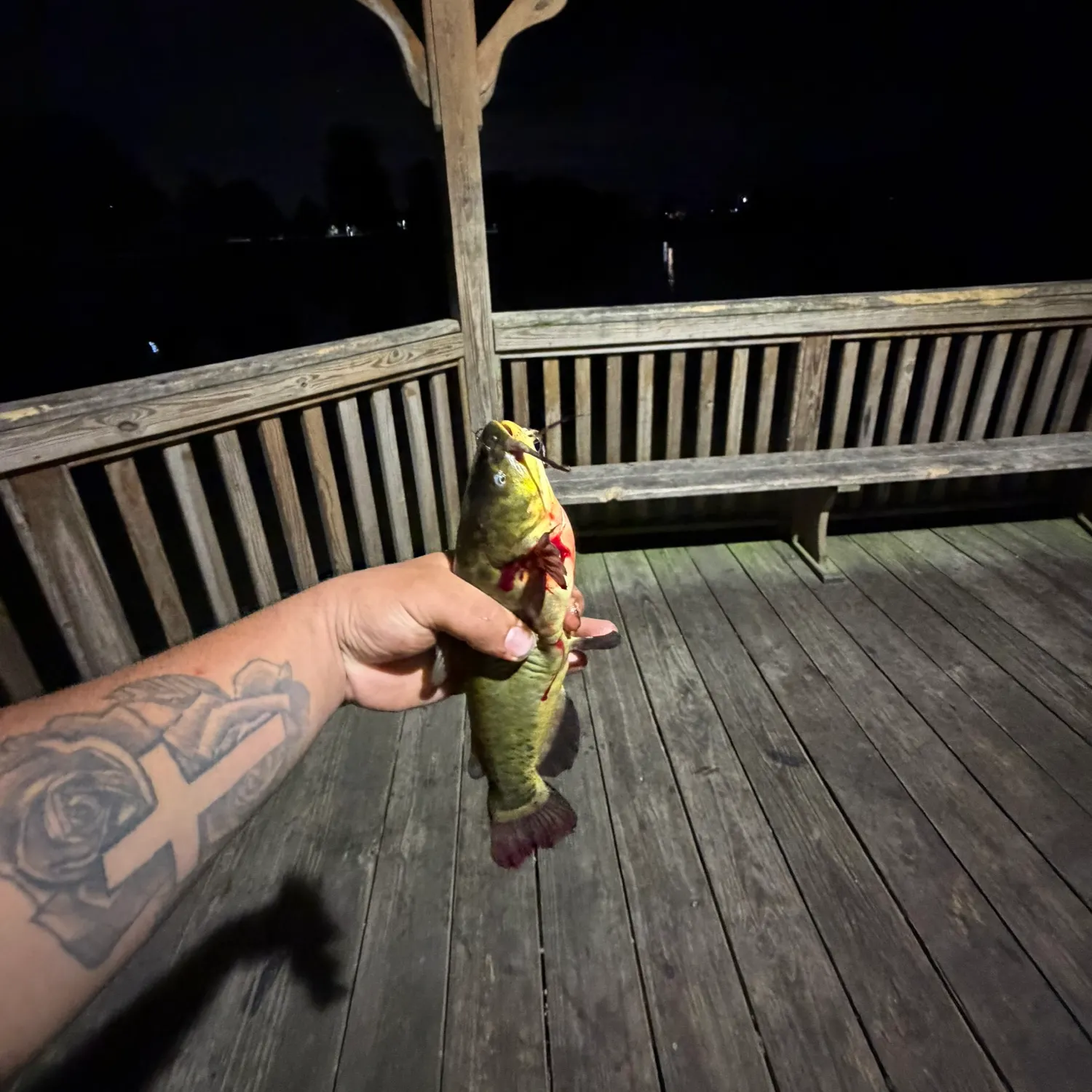 Channel catfish caught on Fishbrain