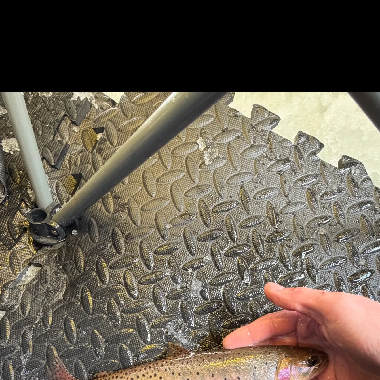 The most recent Colorado river cutthroat trout catches on Fishbrain