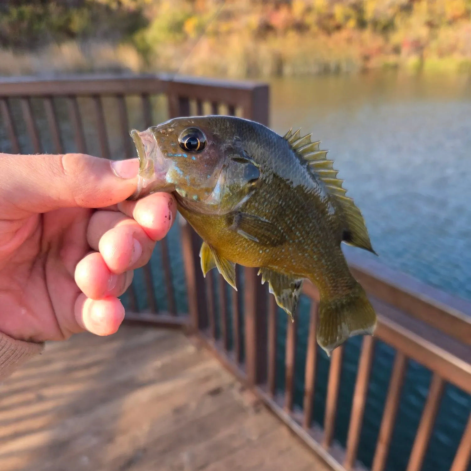 Green sunfish caught on Fishbrain