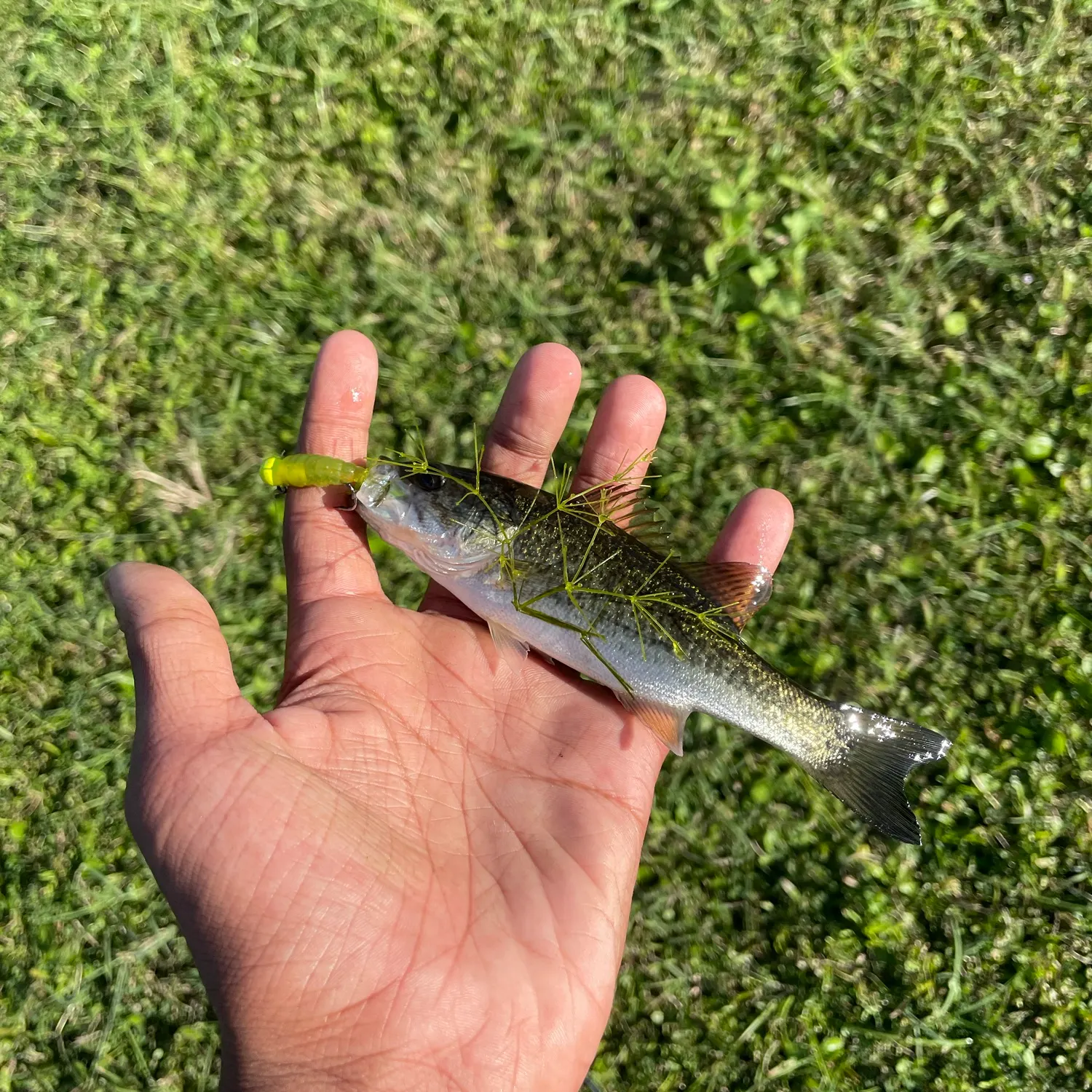 The most recent Largemouth bass catches on Fishbrain