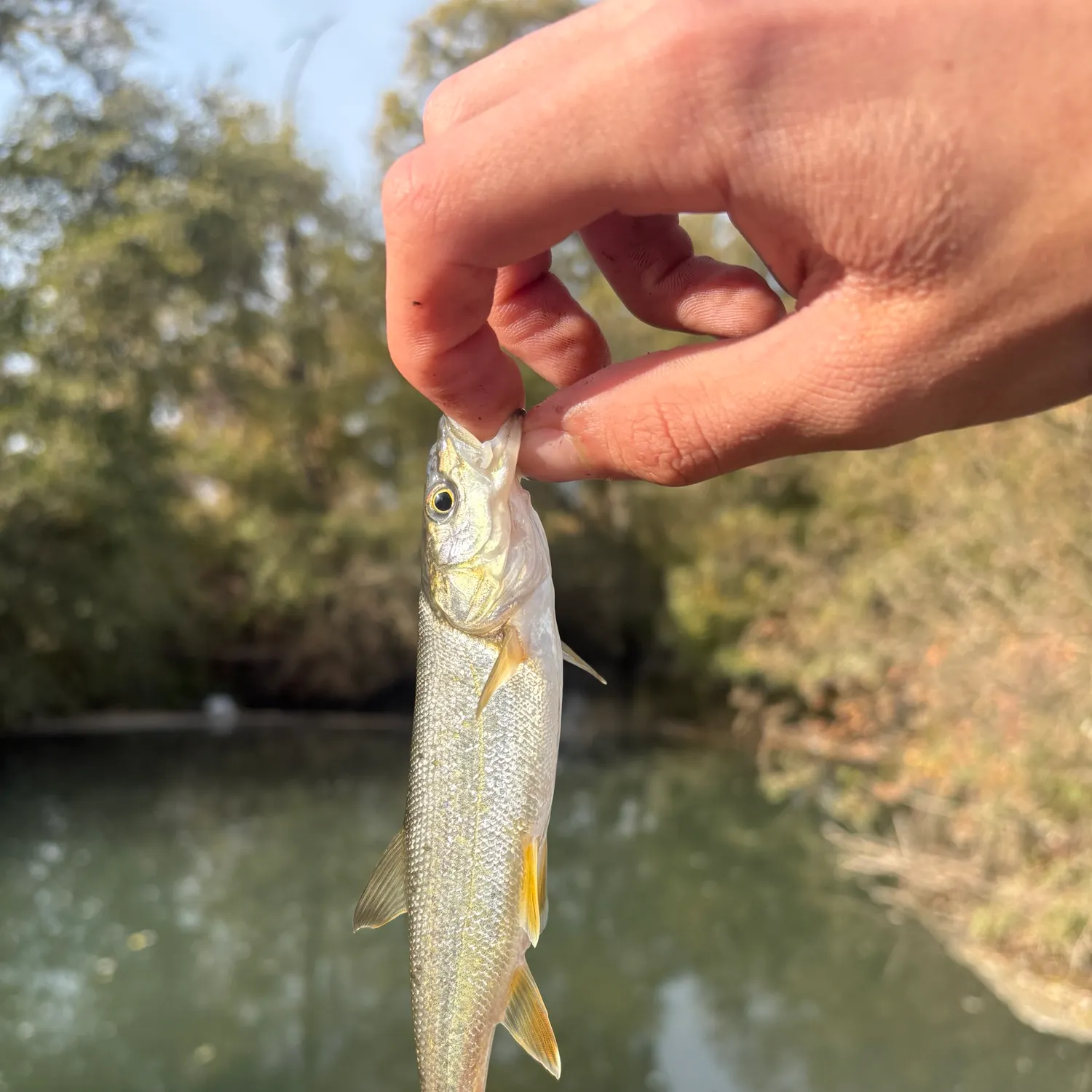 Northern pikeminnow caught on Fishbrain