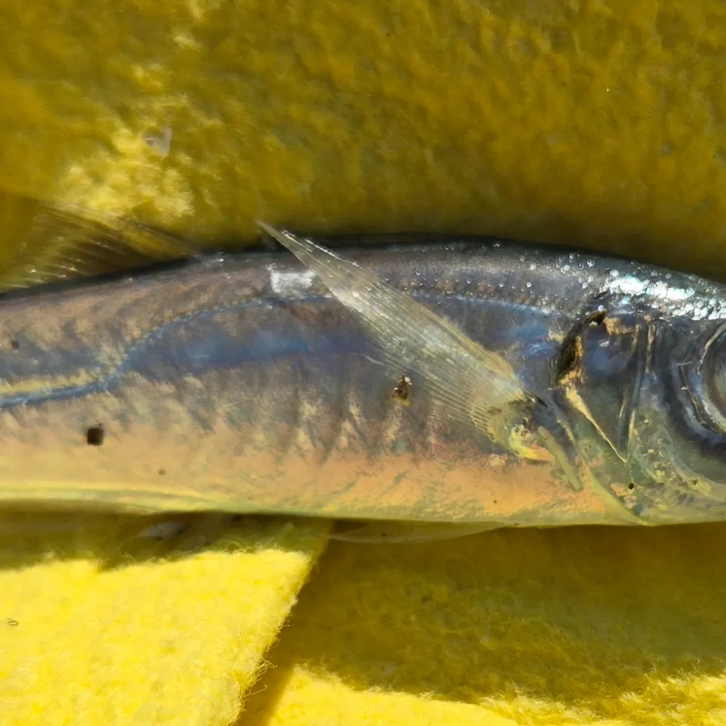 The most recent Atlantic horse mackerel catches on Fishbrain
