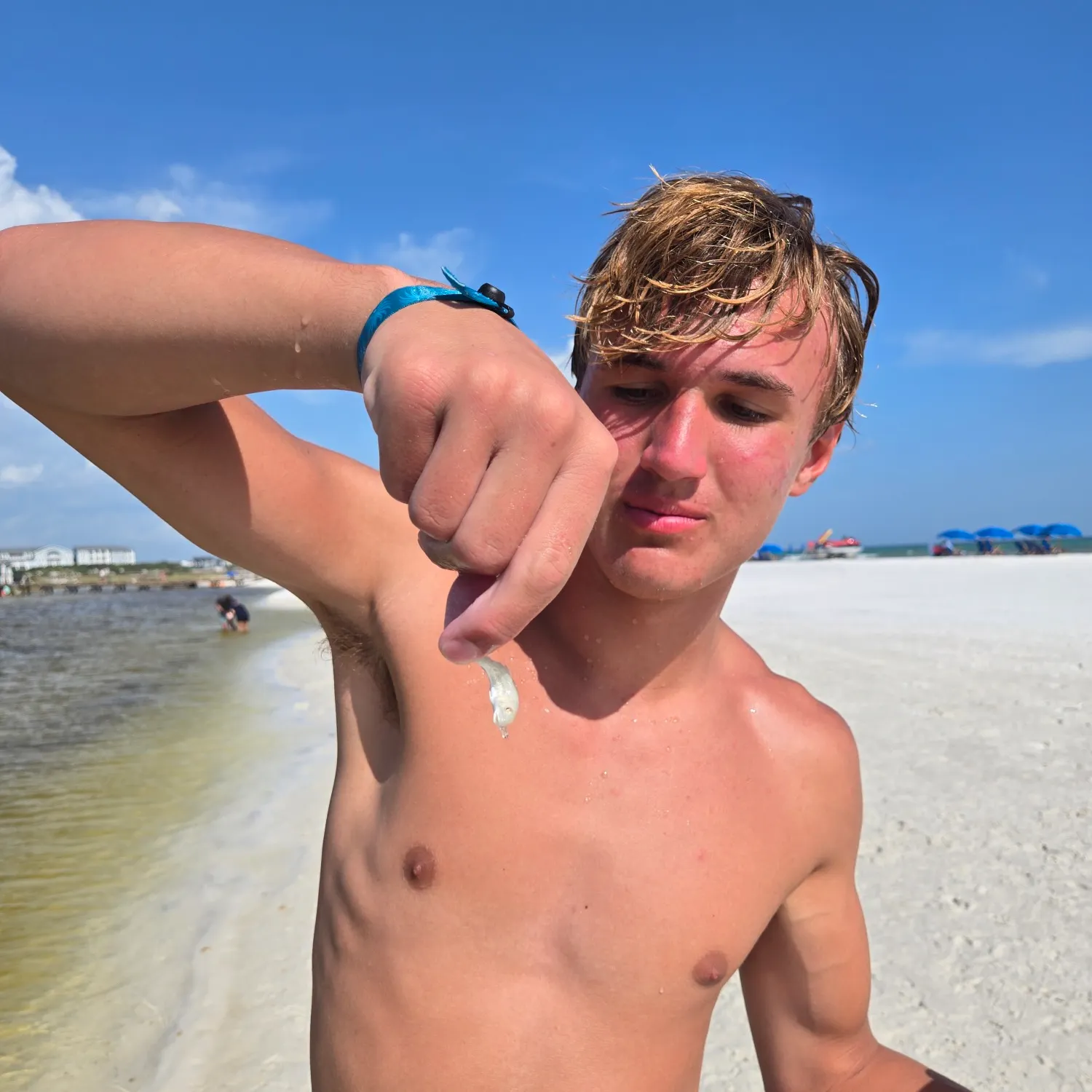 The most recent Bay anchovy catches on Fishbrain