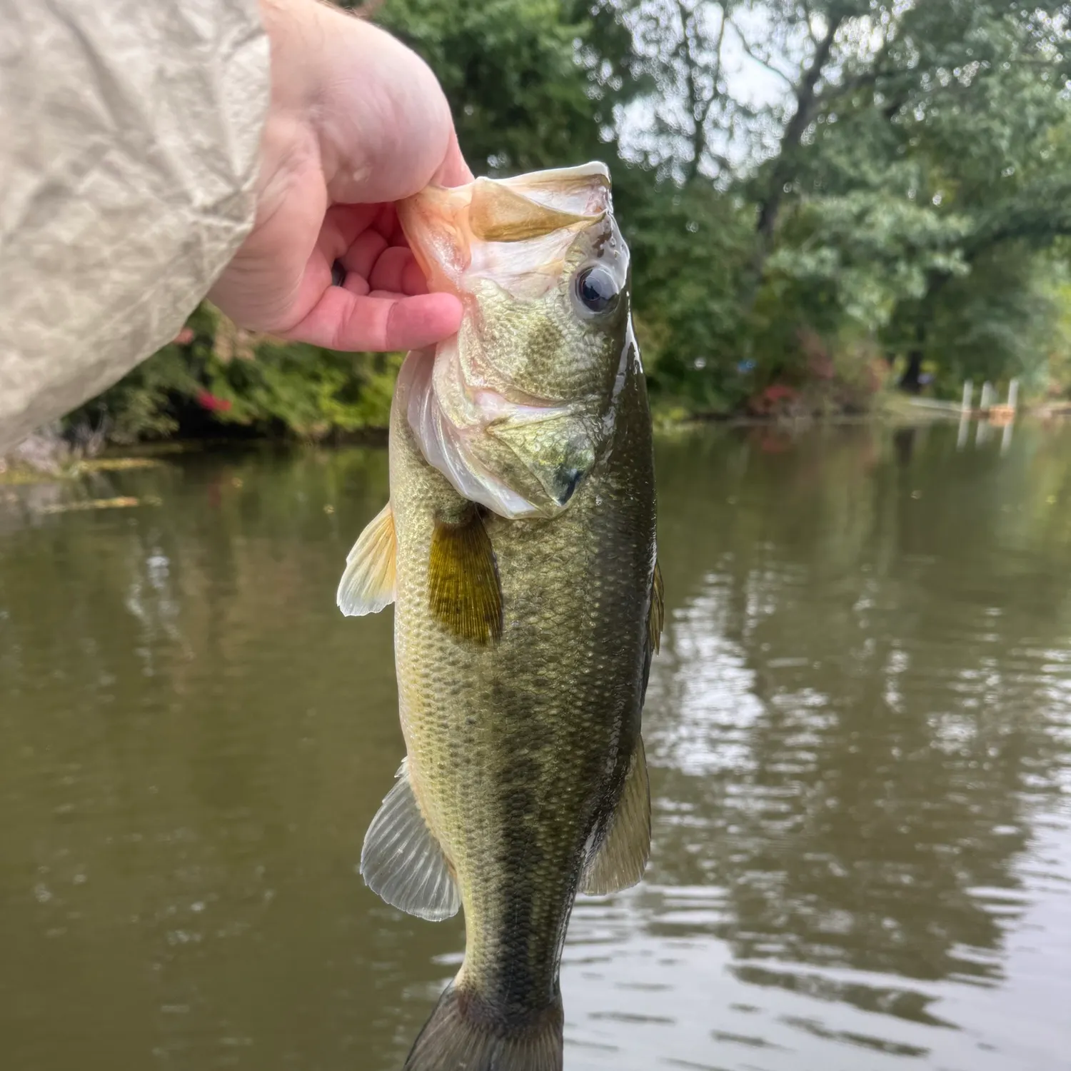 Largemouth bass caught on Fishbrain