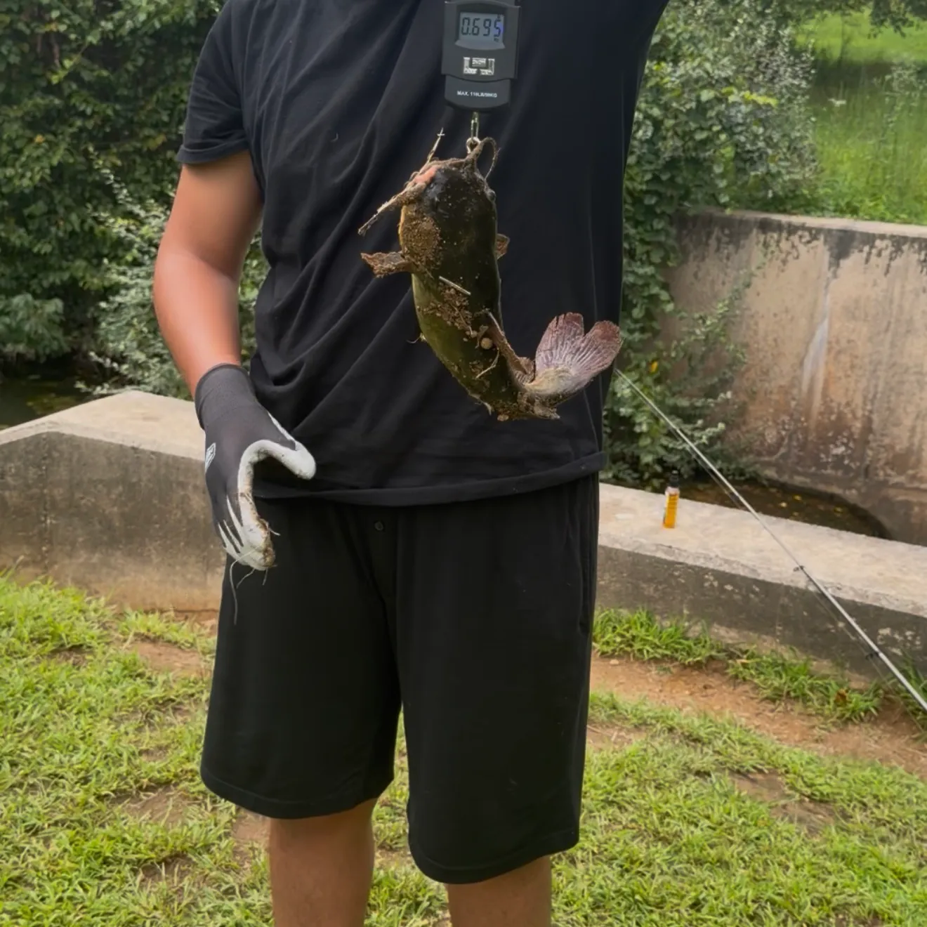 Flathead catfish caught on Fishbrain