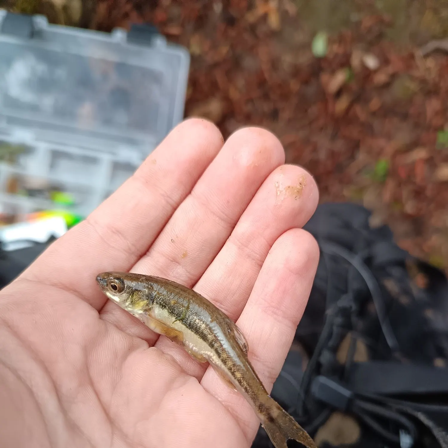 Eurasian minnow caught on Fishbrain