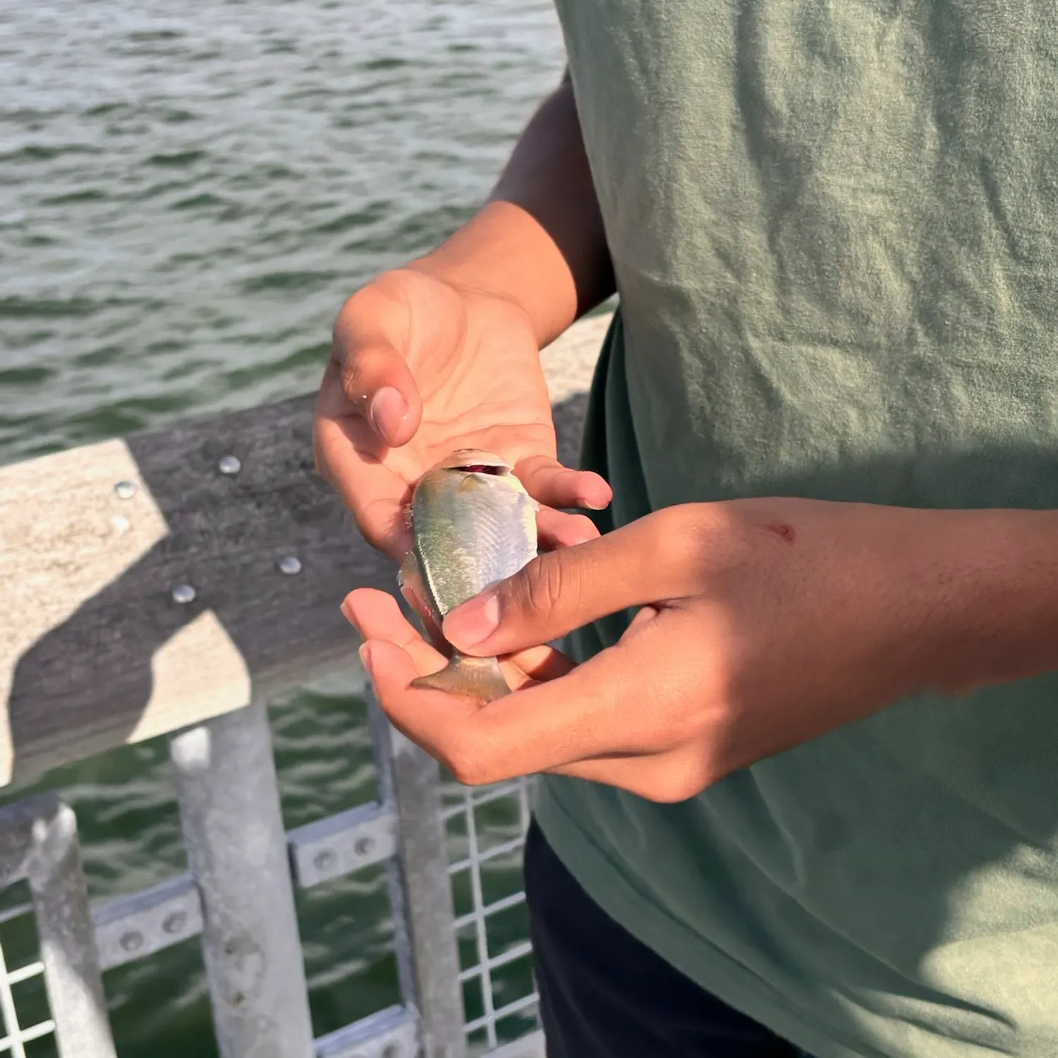 Bluefish caught on Fishbrain