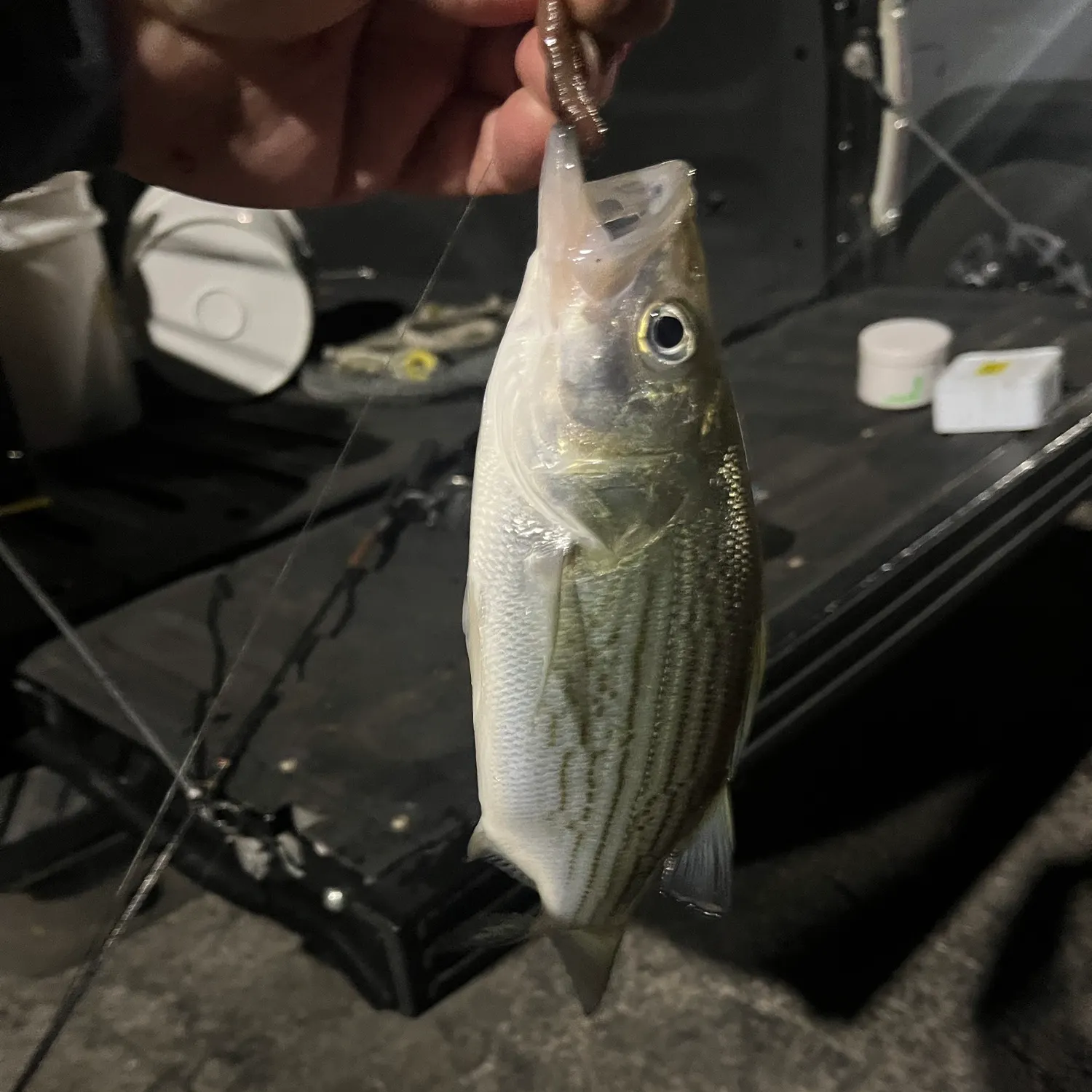 Wiper caught on Fishbrain