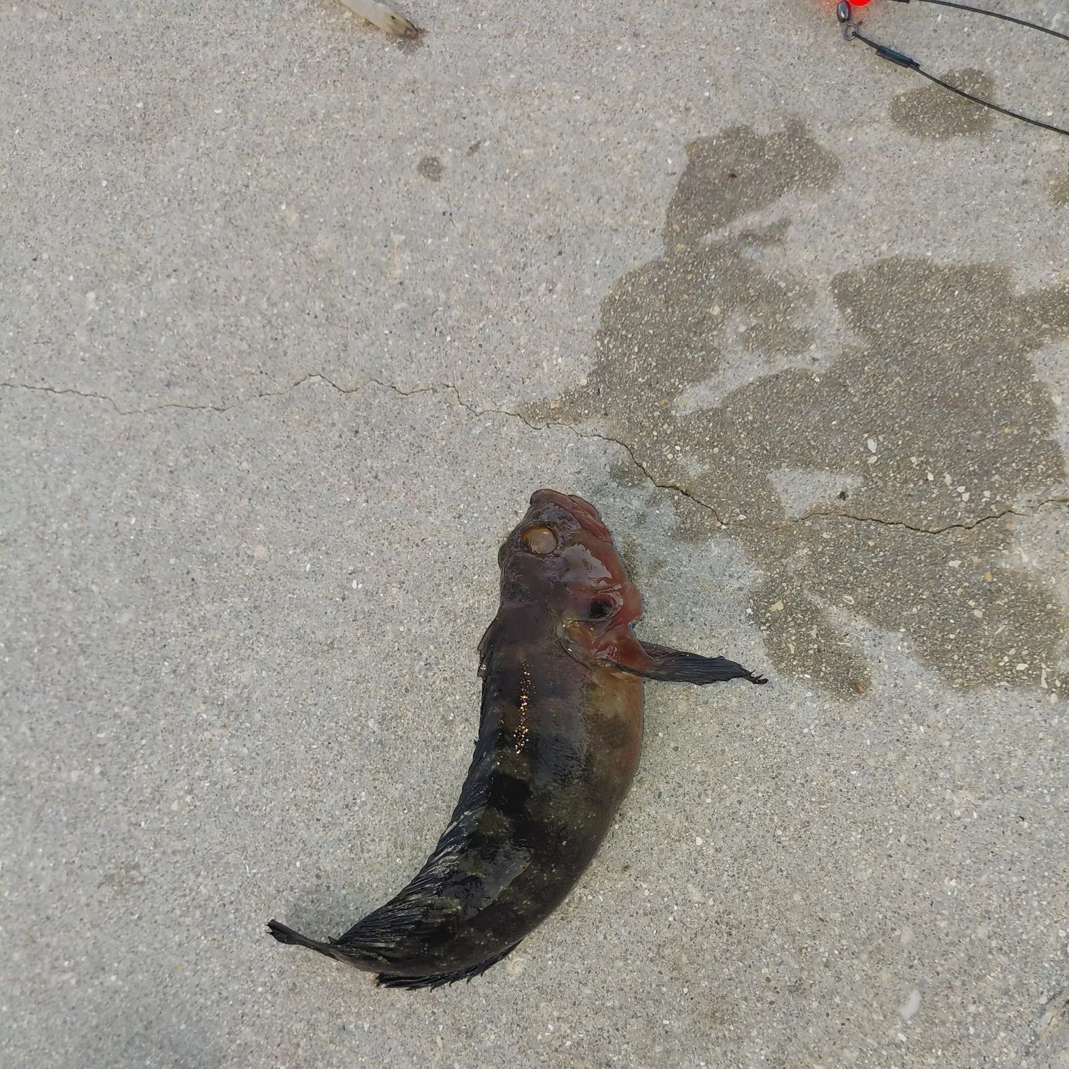 The most recent Lingcod catches on Fishbrain