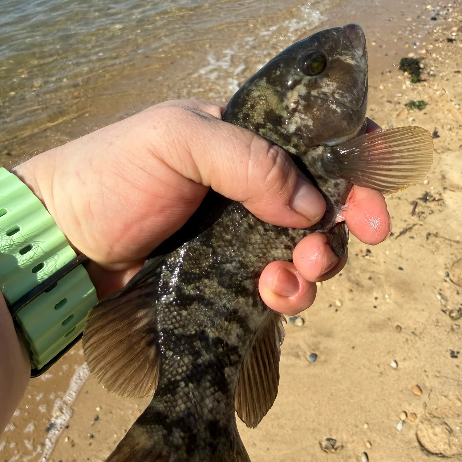 Tautog caught on Fishbrain