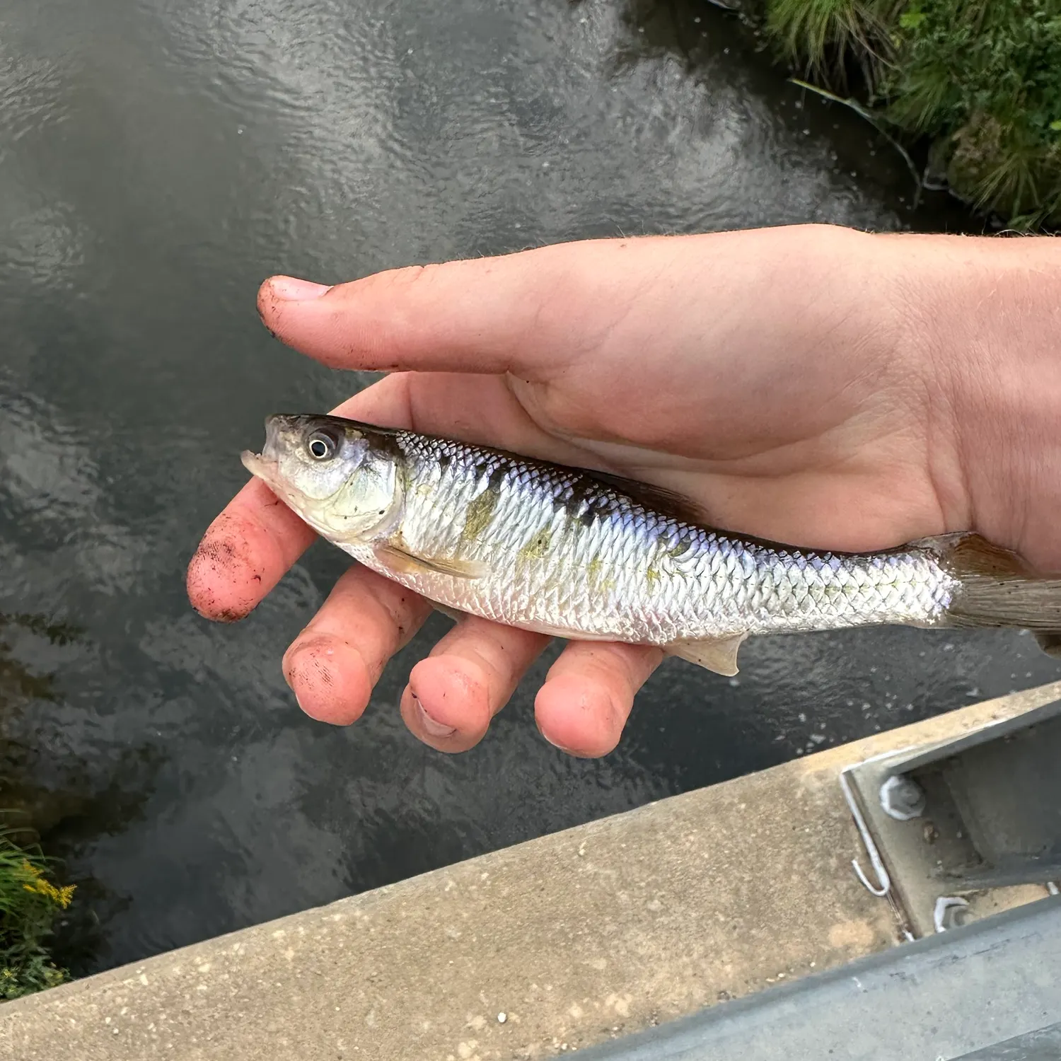 The most recent Common shiner catches on Fishbrain