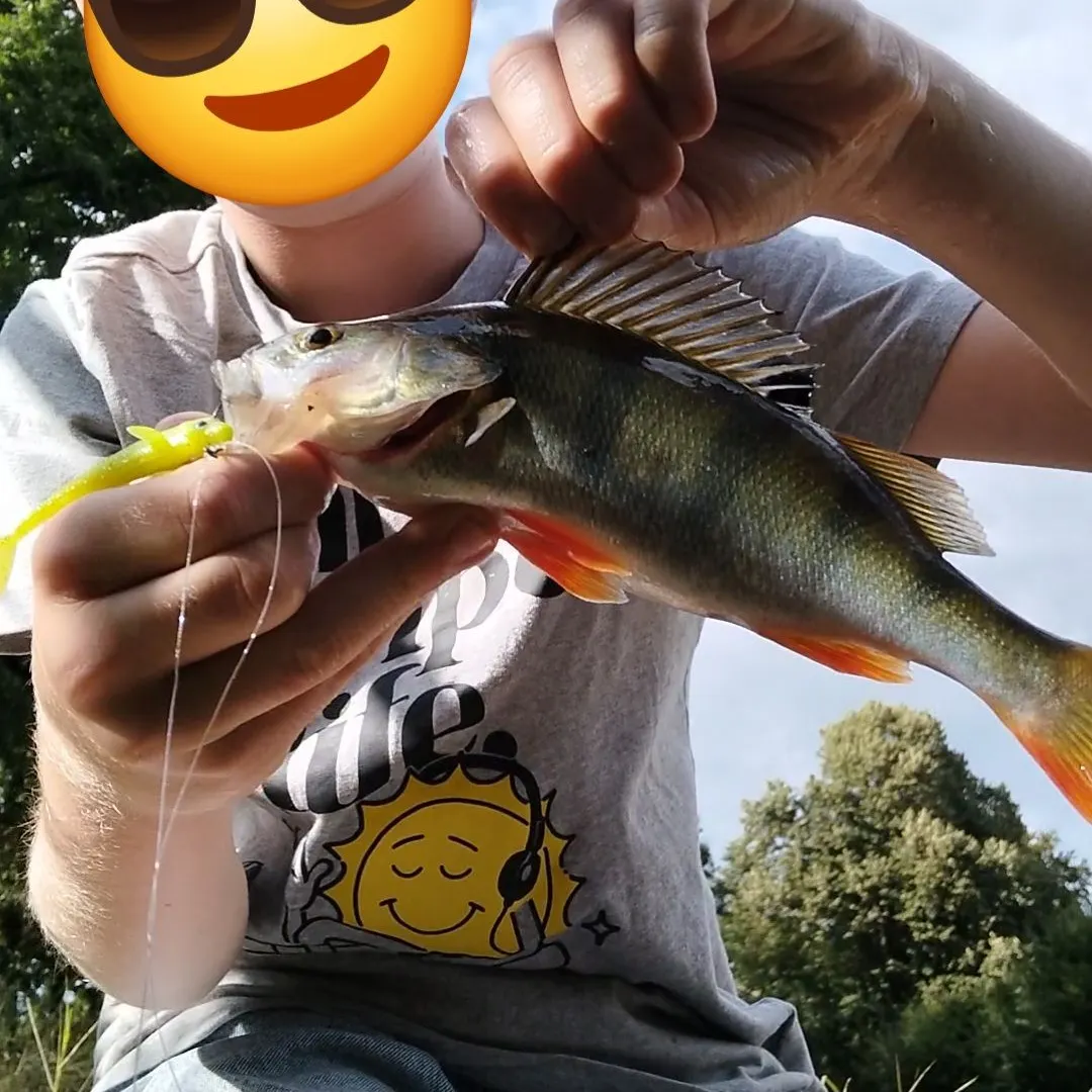 European perch caught on Fishbrain
