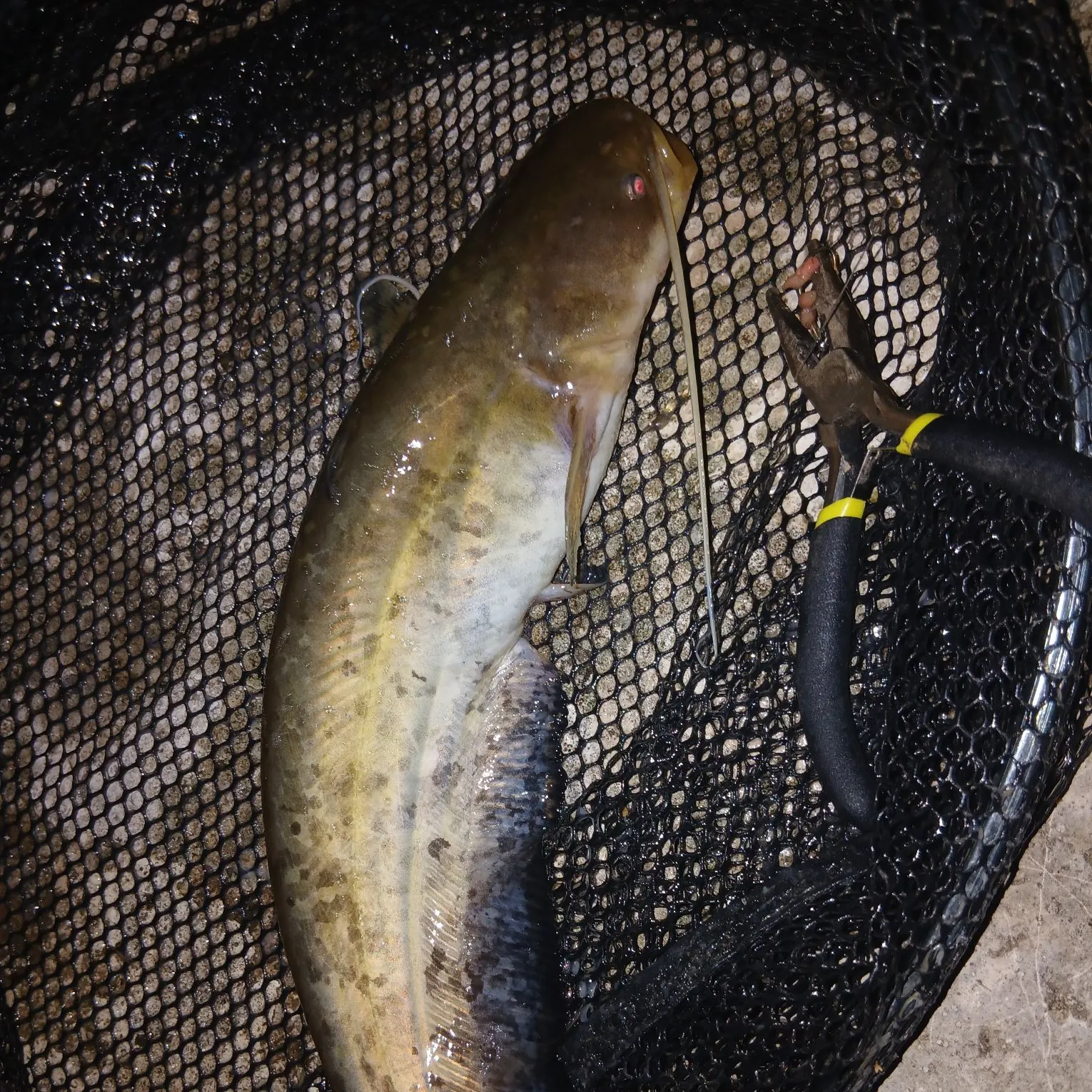 The most recent Wels catfish catches on Fishbrain