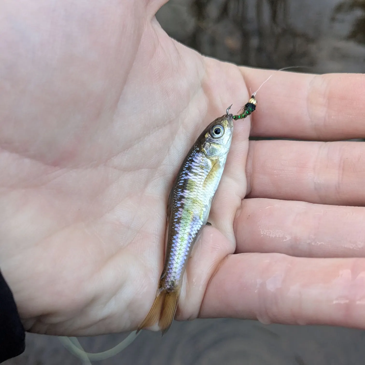 The most recent Striped shiner catches on Fishbrain