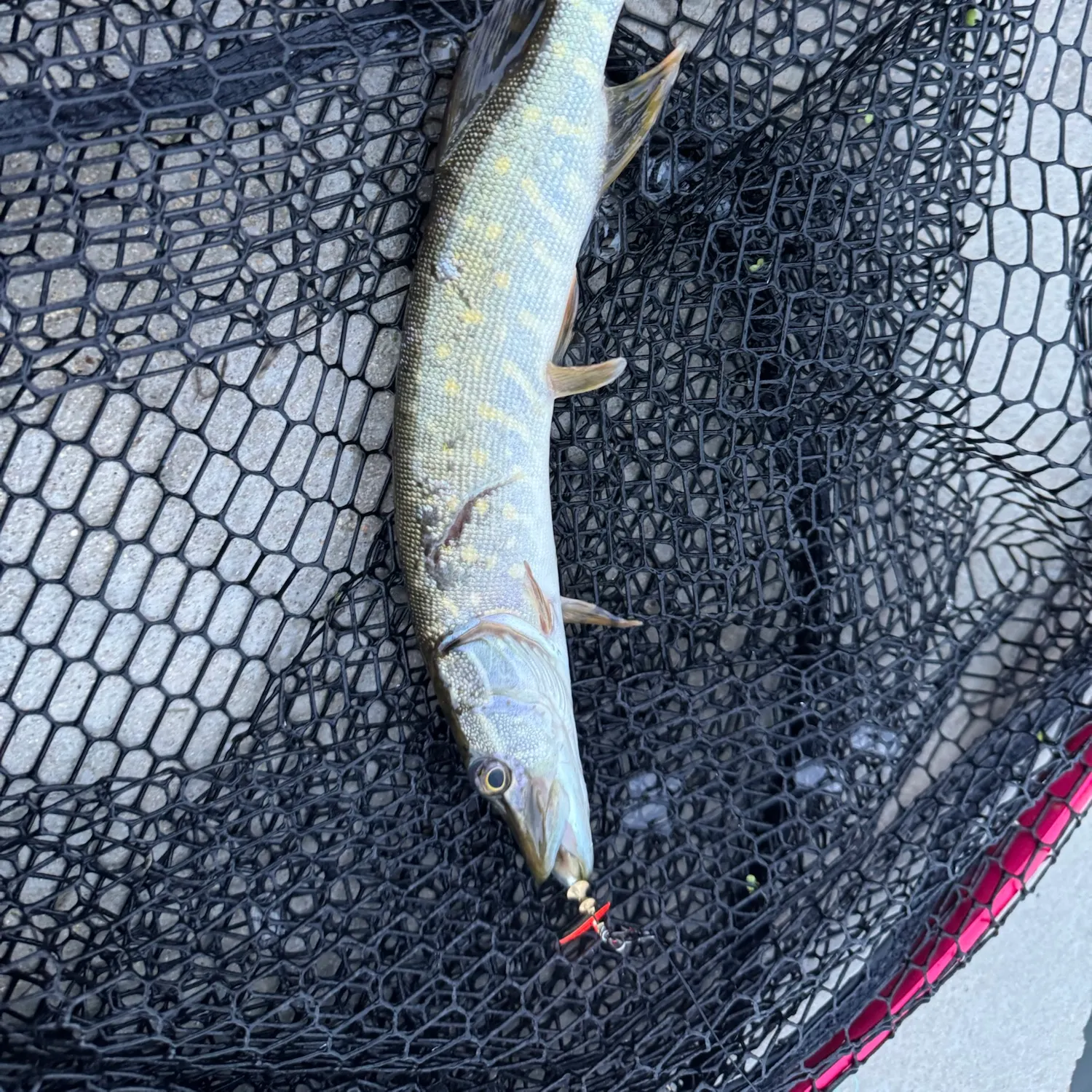 Northern pike caught on Fishbrain