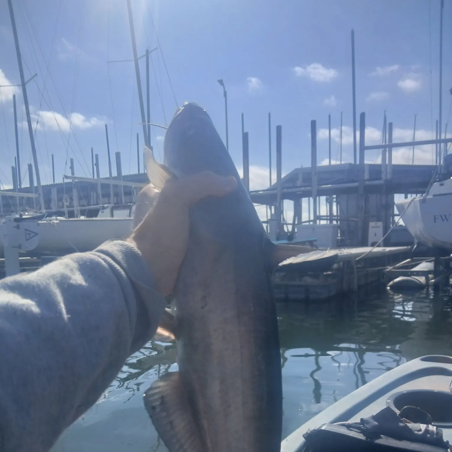 Blue catfish caught on Fishbrain