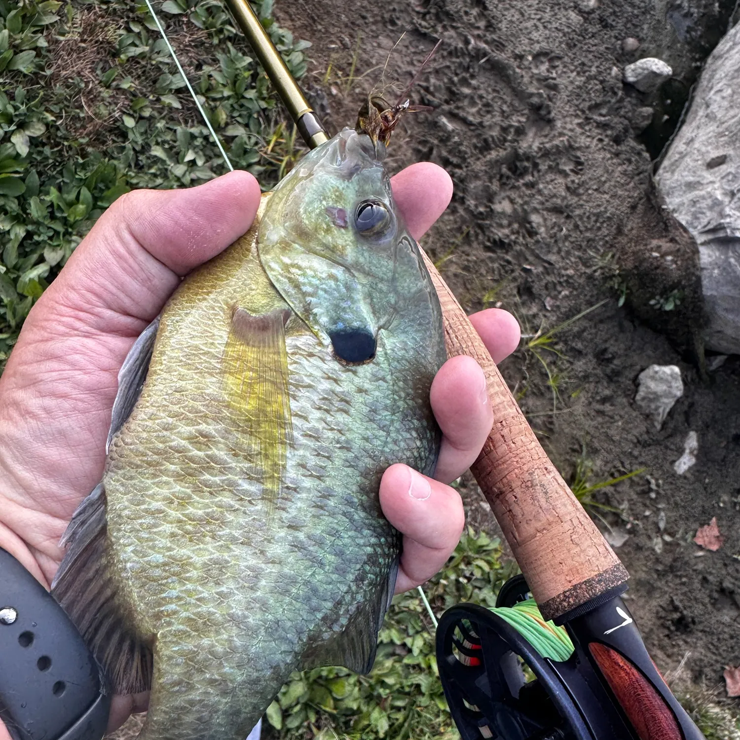Bluegill caught on Fishbrain