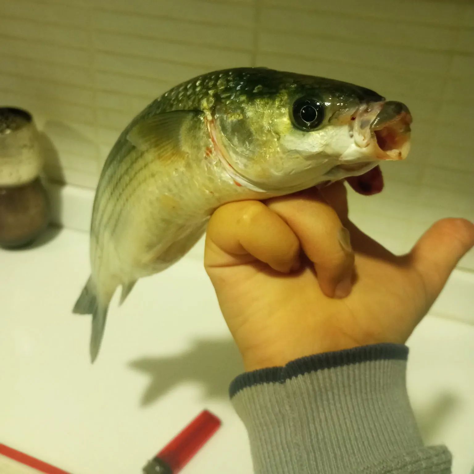 The most recent Thicklip grey mullet catches on Fishbrain