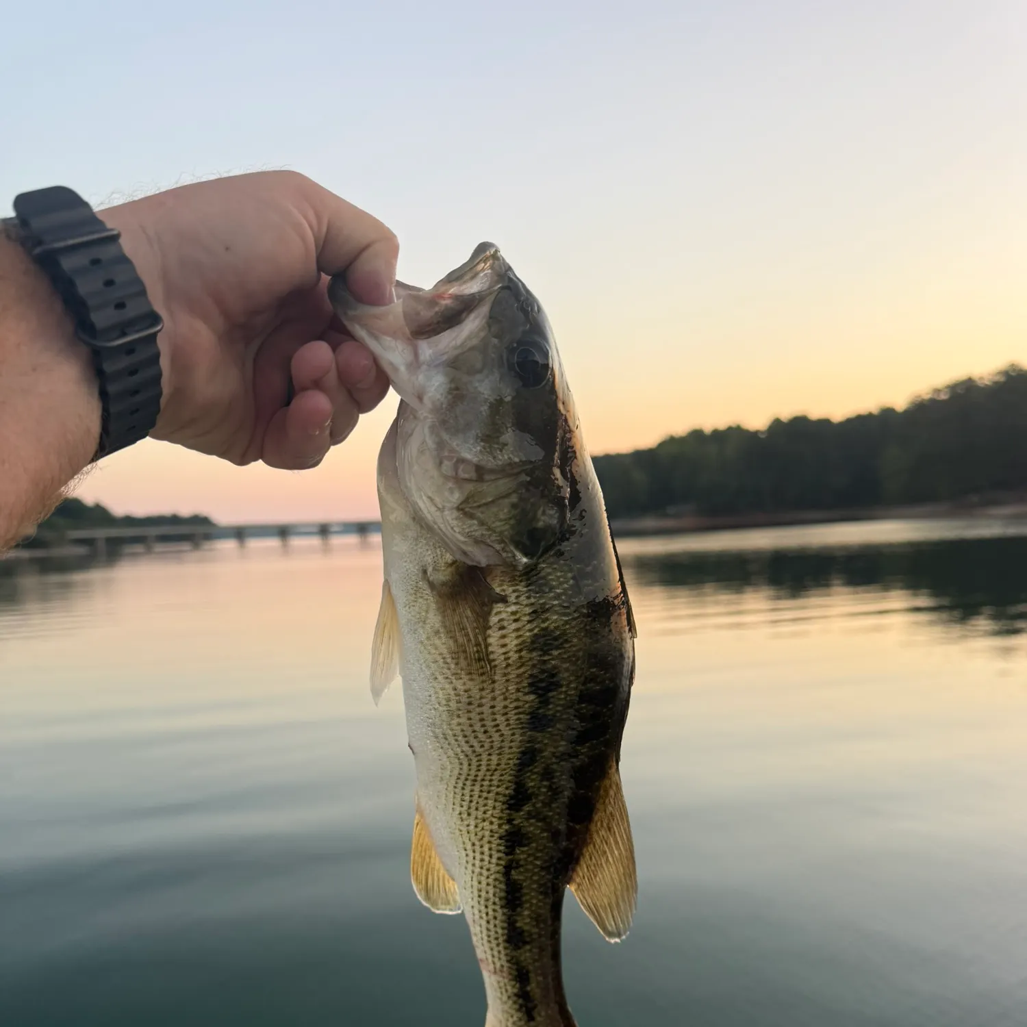 Spotted bass caught on Fishbrain