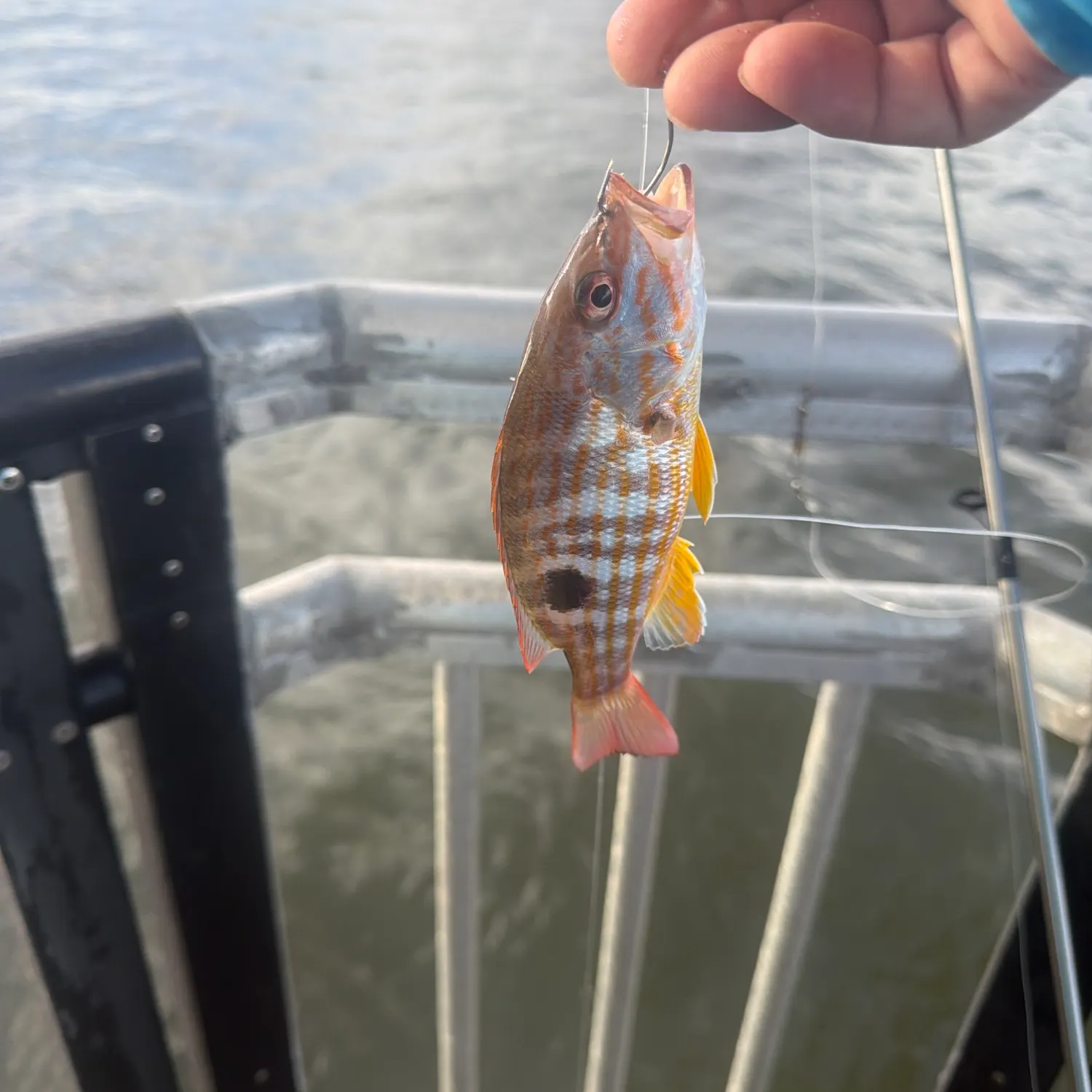 The most recent Schoolmaster snapper catches on Fishbrain