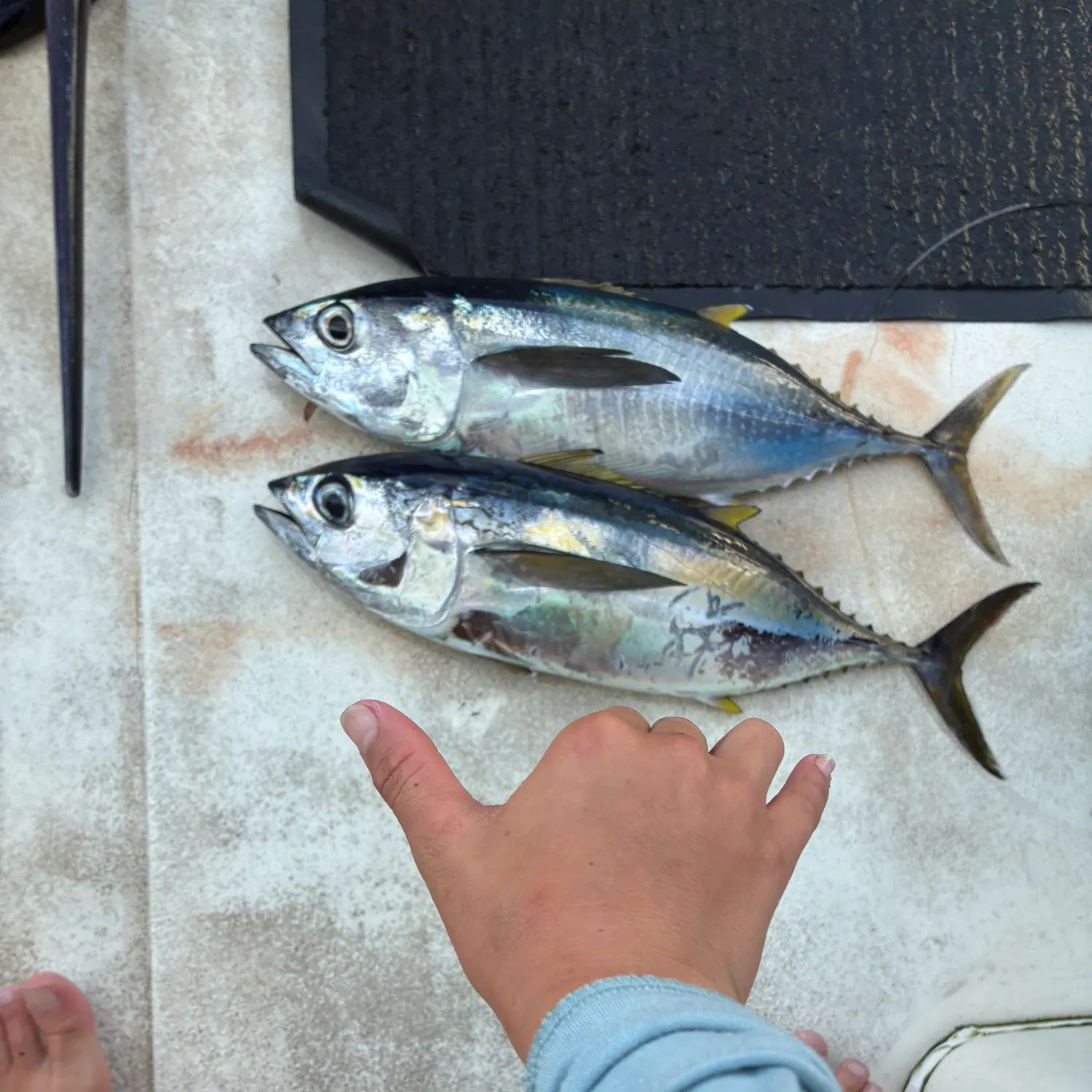 The most recent Blackfin tuna catches on Fishbrain