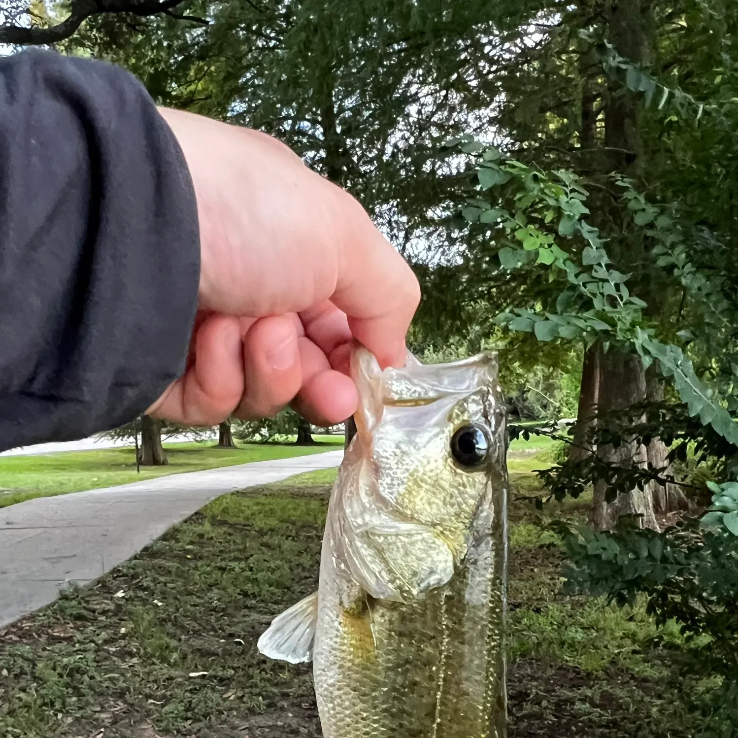 Largemouth bass caught on Fishbrain
