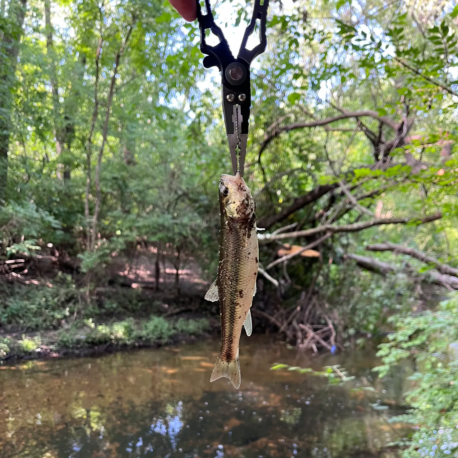 Creek chub caught on Fishbrain