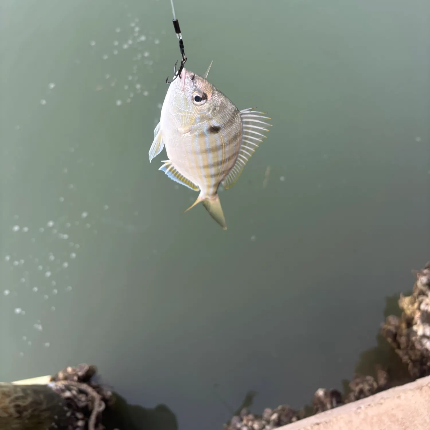 recently logged catches