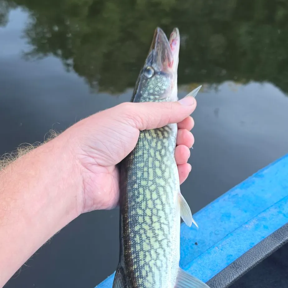 Chain pickerel caught on Fishbrain