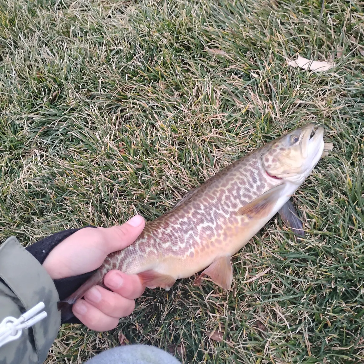 The most recent Tiger trout catches on Fishbrain