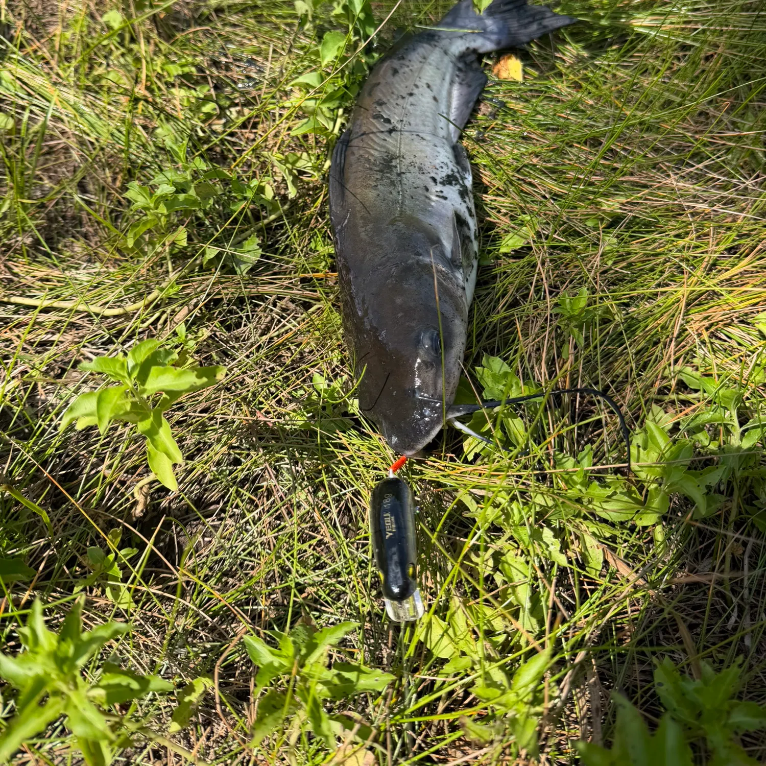 Channel catfish caught on Fishbrain