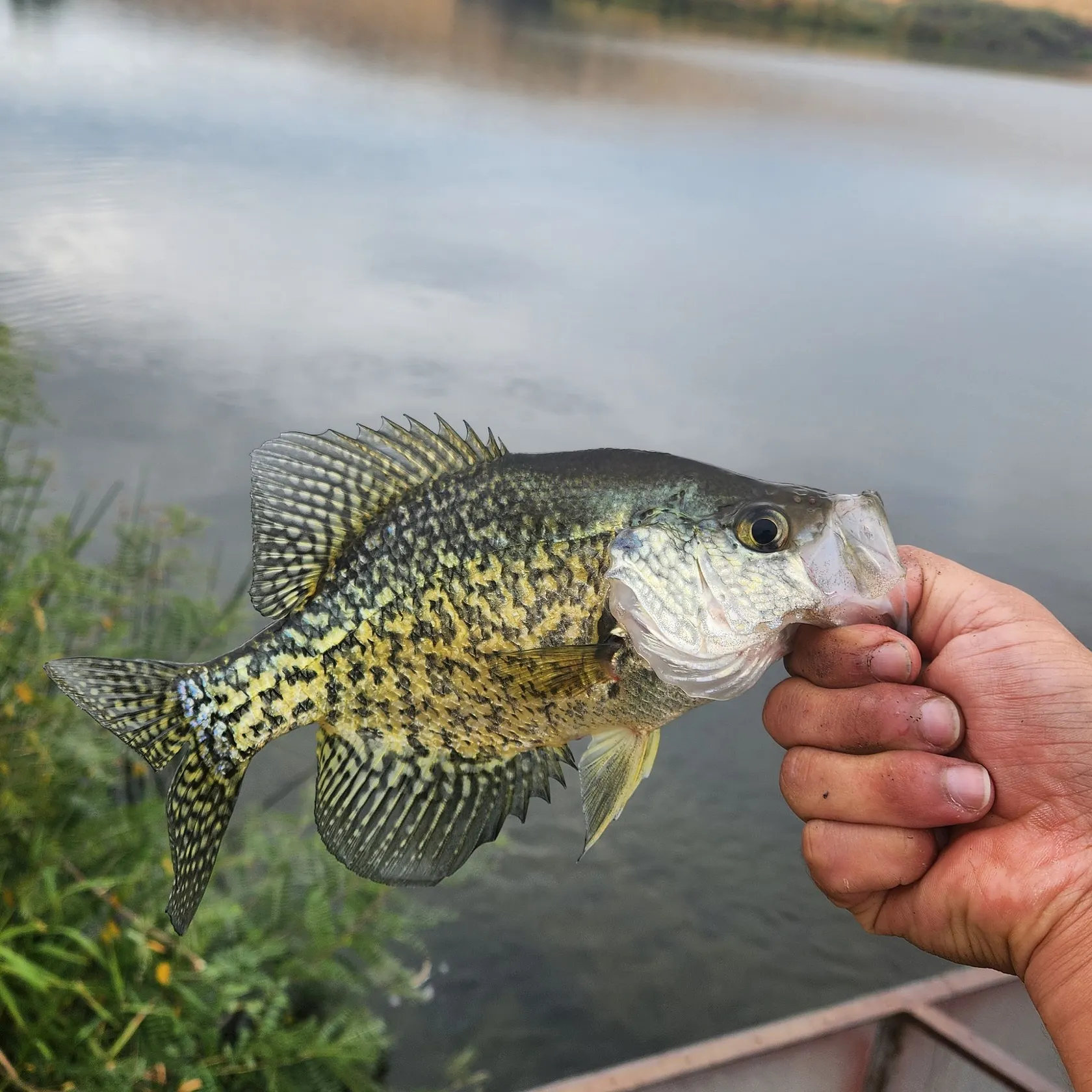 Black crappie caught on Fishbrain