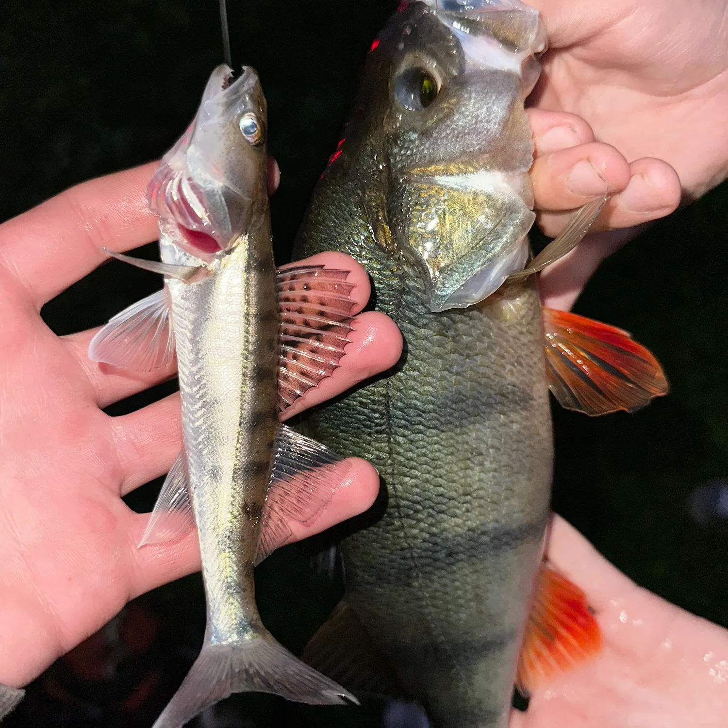 Zander caught on Fishbrain
