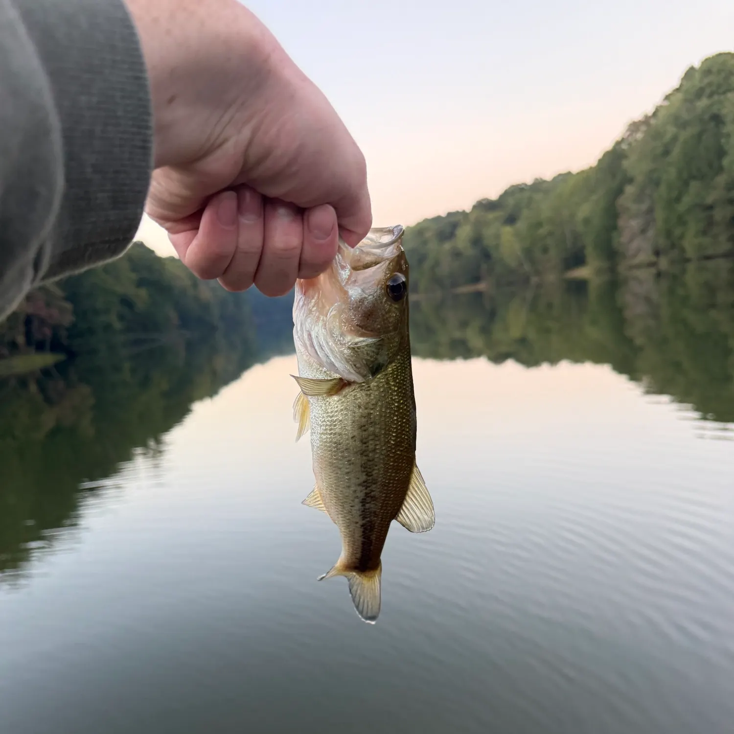 Largemouth bass caught on Fishbrain