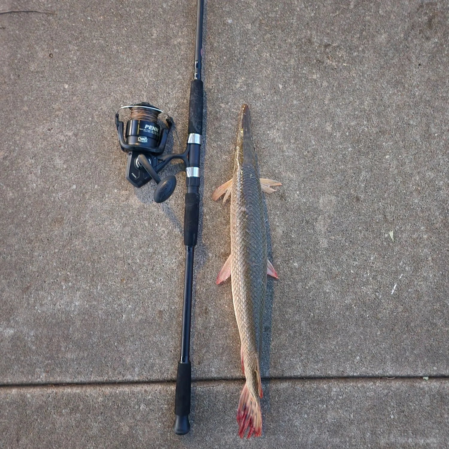 recently logged catches