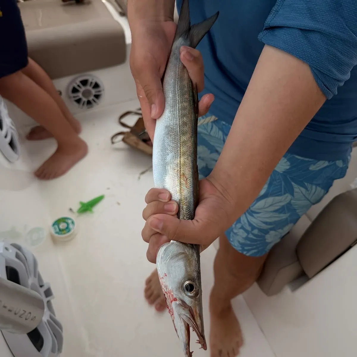Great barracuda caught on Fishbrain