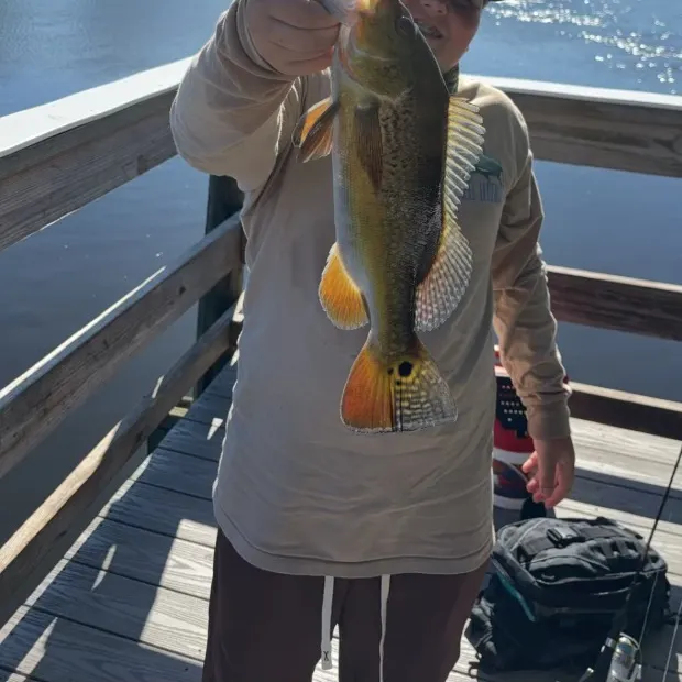 Butterfly peacock bass caught on Fishbrain