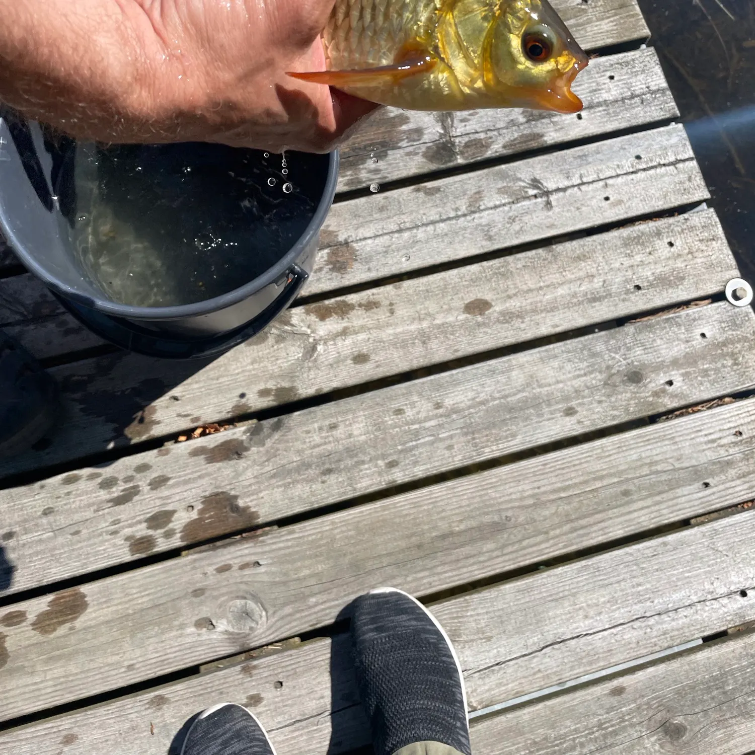 Common rudd caught on Fishbrain
