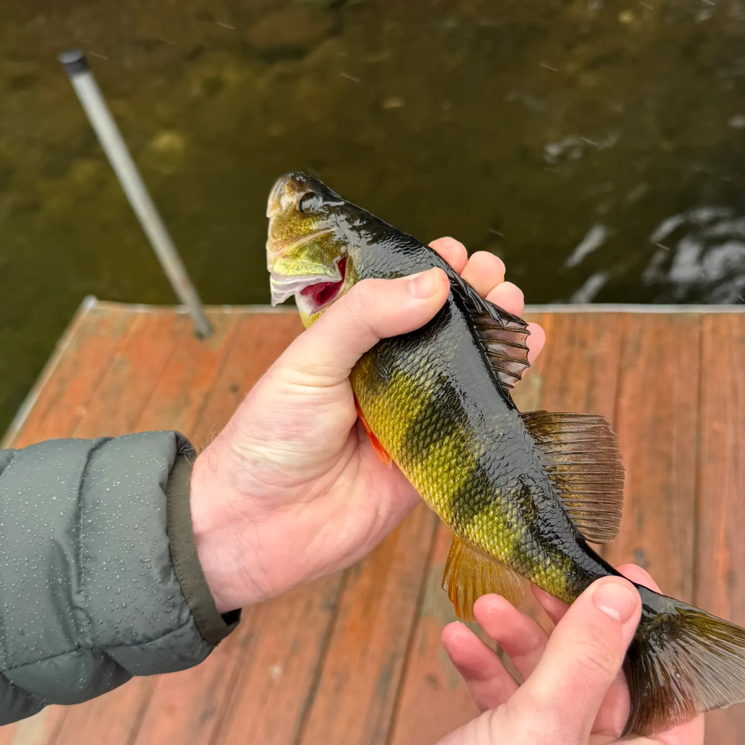 Yellow perch caught on Fishbrain