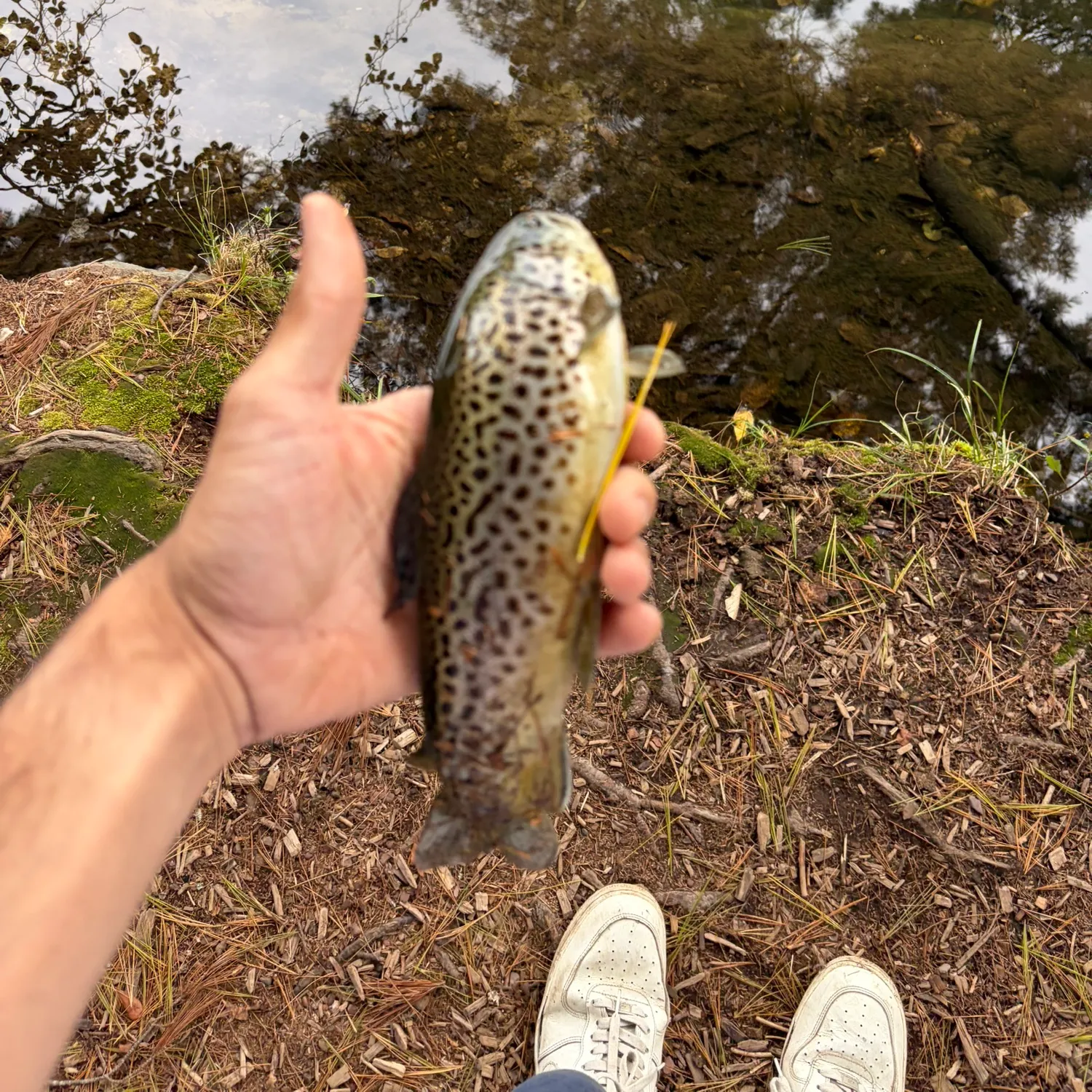 Brown trout caught on Fishbrain
