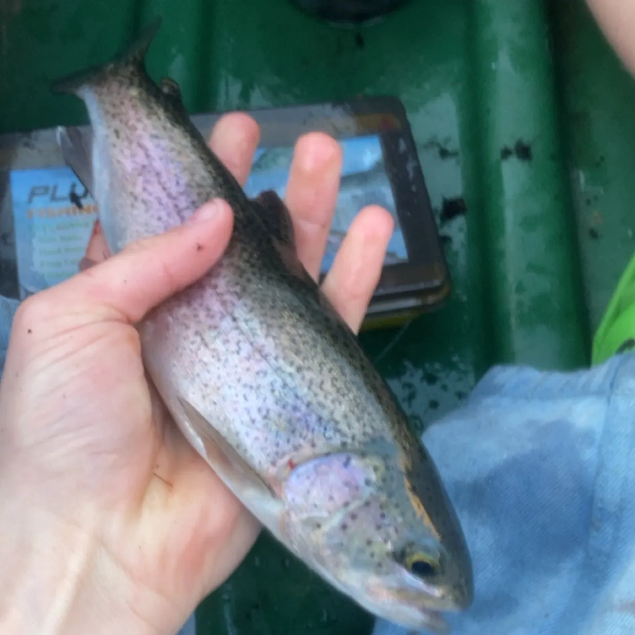 Rainbow trout caught on Fishbrain