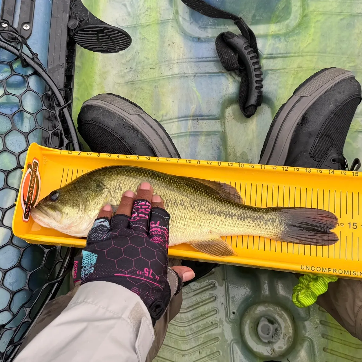 Largemouth bass caught on Fishbrain