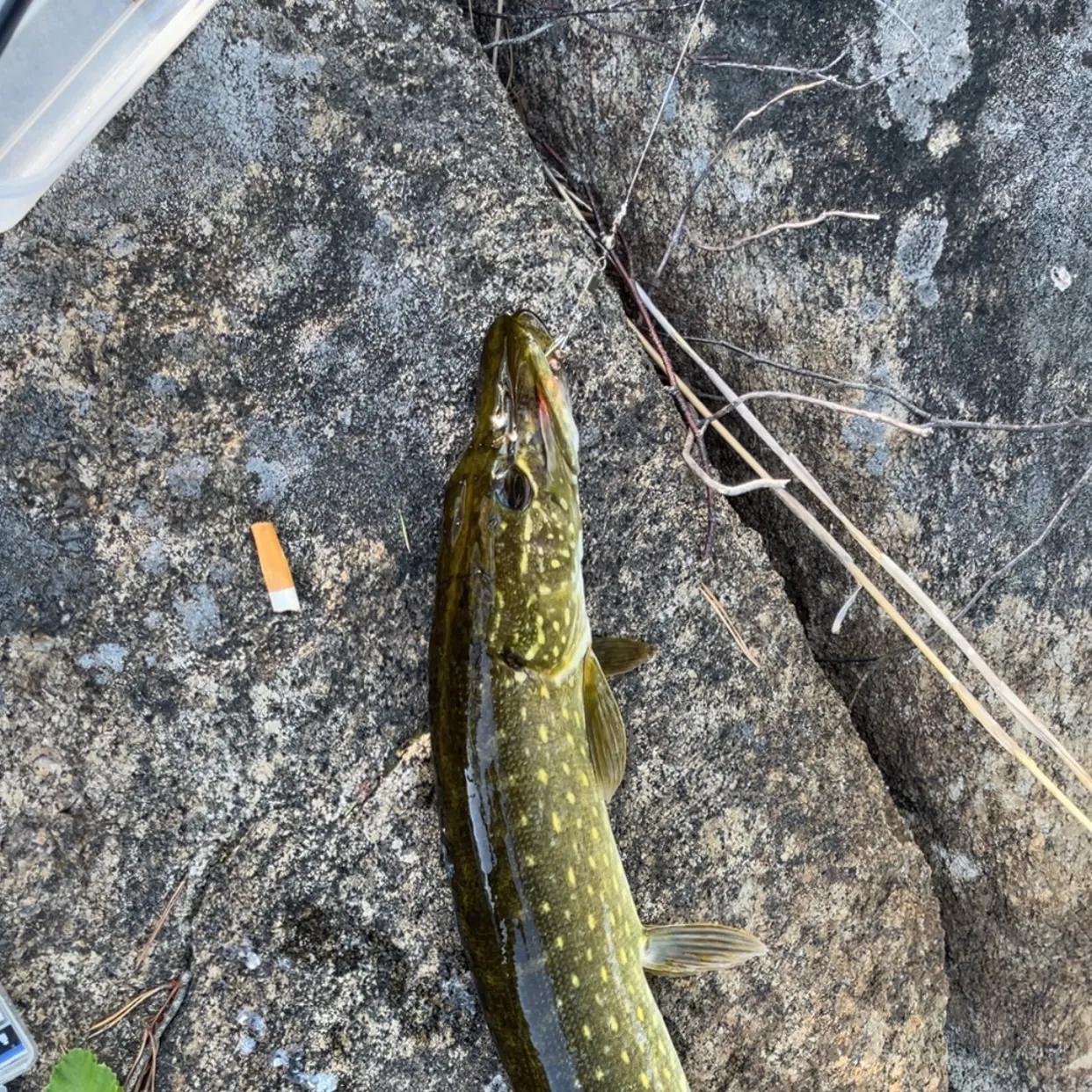 Northern pike caught on Fishbrain