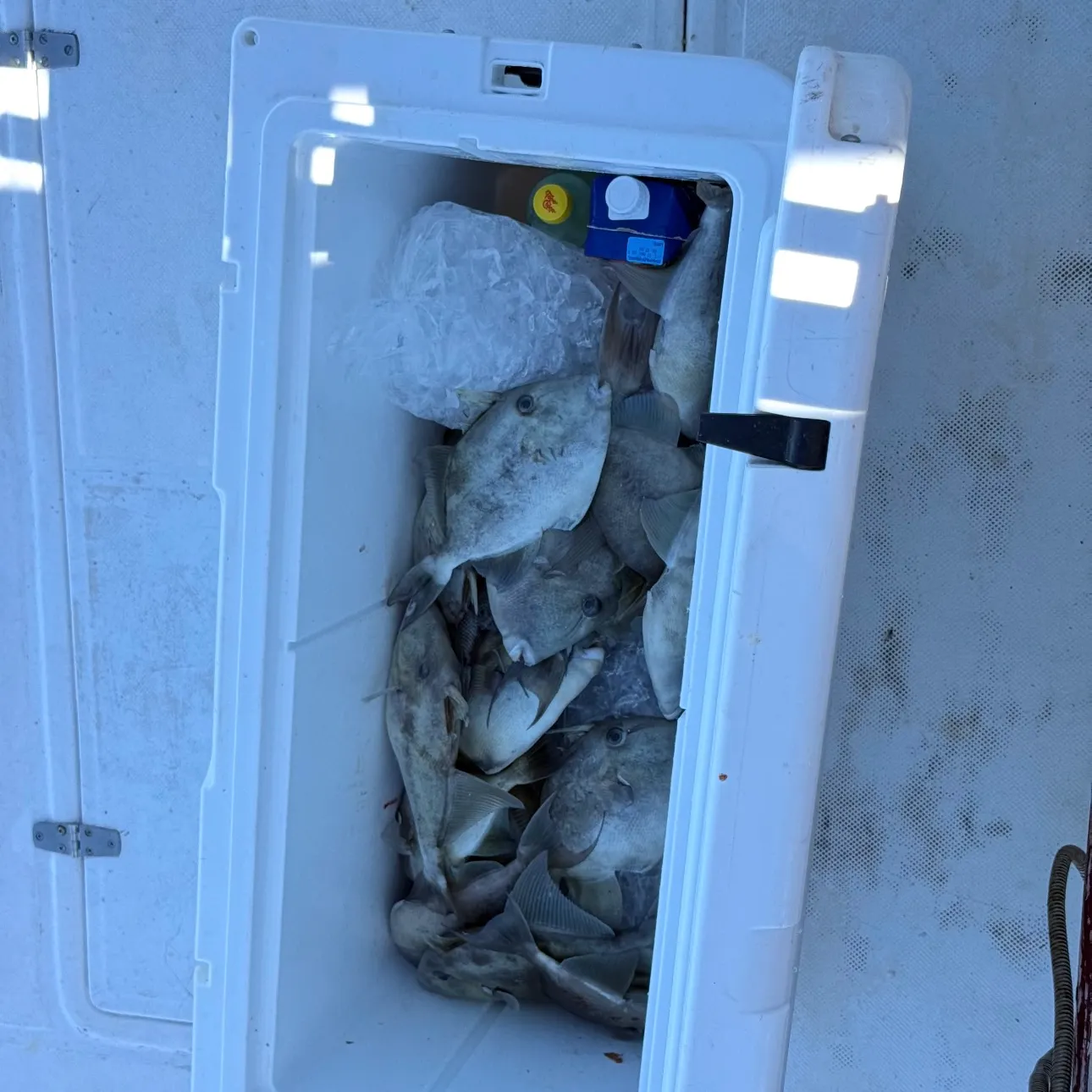 The most recent Grey triggerfish catches on Fishbrain