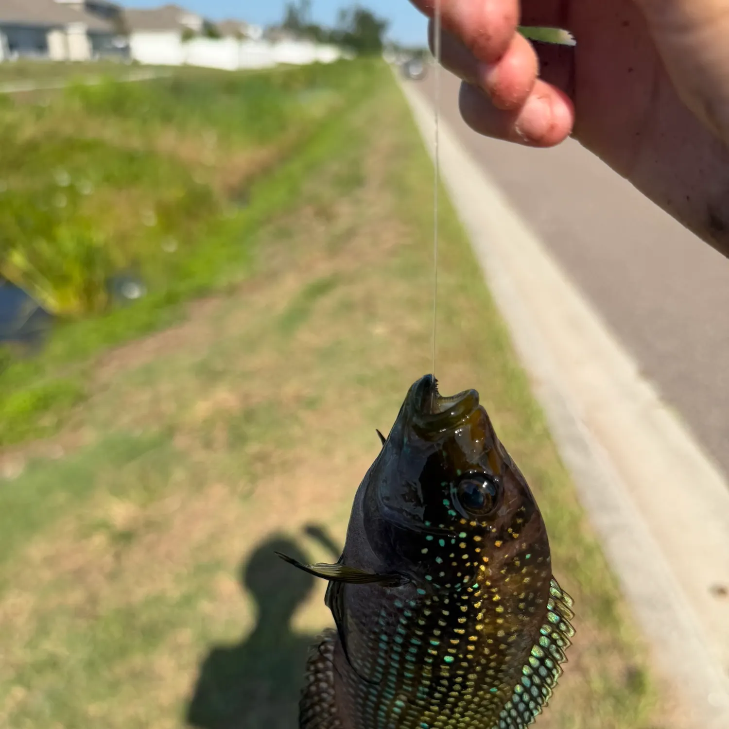 The most recent Jack Dempsey cichlid catches on Fishbrain